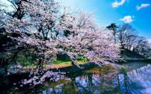 Cherry Blossom Trees - Full HD Wallpaper