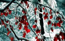Snow Leaves - Full HD Wallpaper