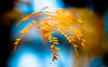 Golden Foliage - Full HD Wallpaper