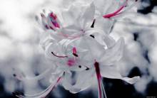 Stunning white macro flowers - Full HD Wallpaper