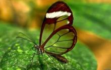 Butterfly with transparent wings - Full HD Wallpaper