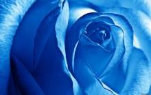 Blue Rose - Full HD Wallpaper