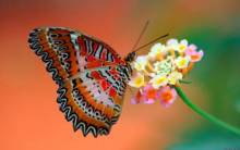 Butterfly on Flower - Full HD Wallpaper