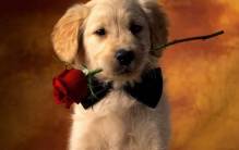 Rose Flower & Cute Dog - Full HD Wallpaper