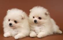 Cute Puppies With Wh... - Full HD Wallpaper