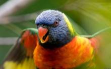 Rainbow Lorikeet Parrot - Full HD Wallpaper