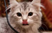 Cat Toungue - Expressive - Full HD Wallpaper