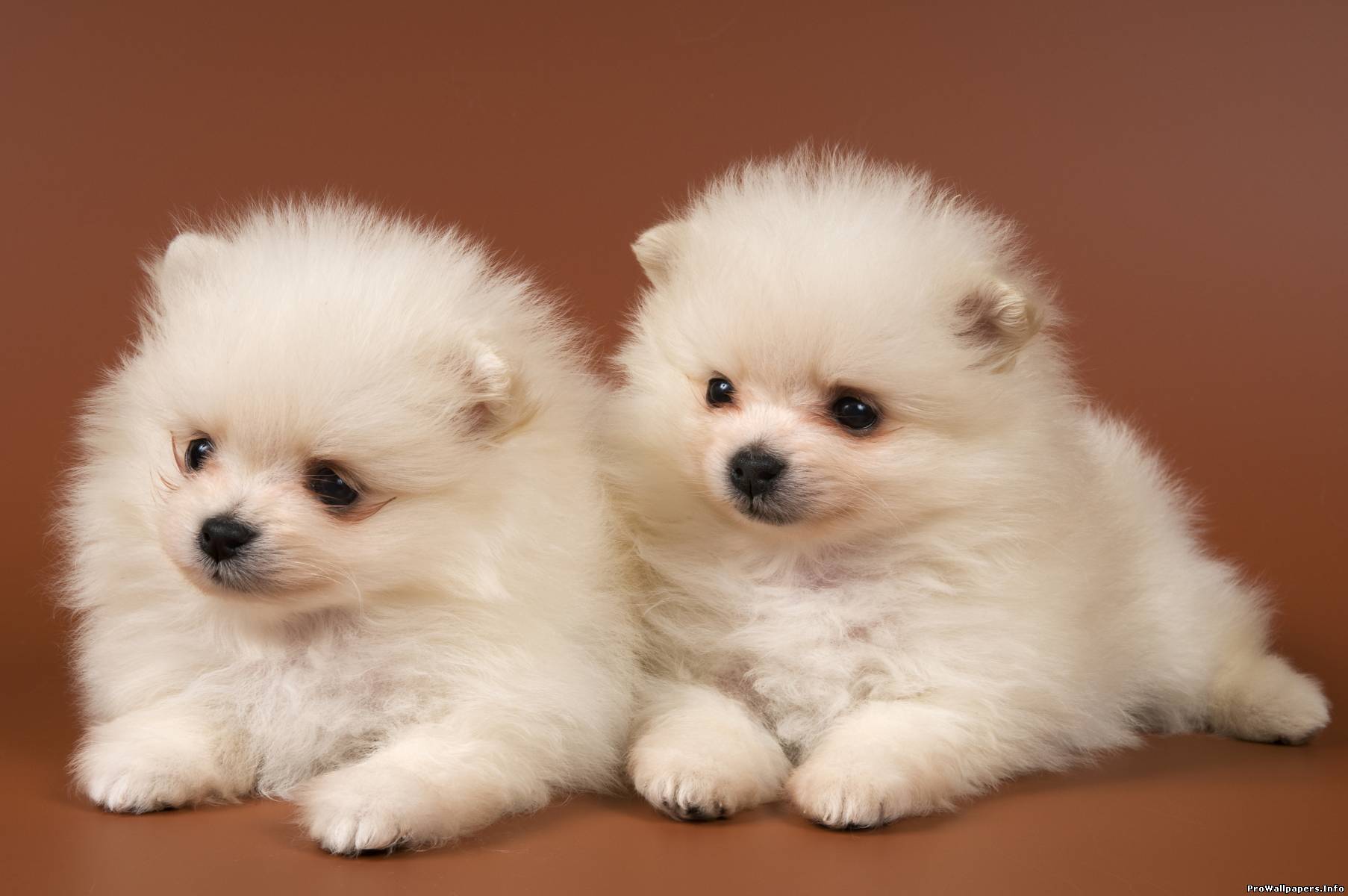 Cute Puppies With White Feather